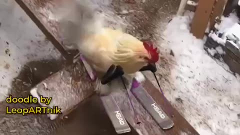 Skiing Chicken Team