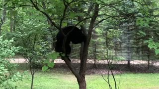 Bear doing bear stuff