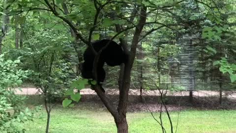 Bear doing bear stuff