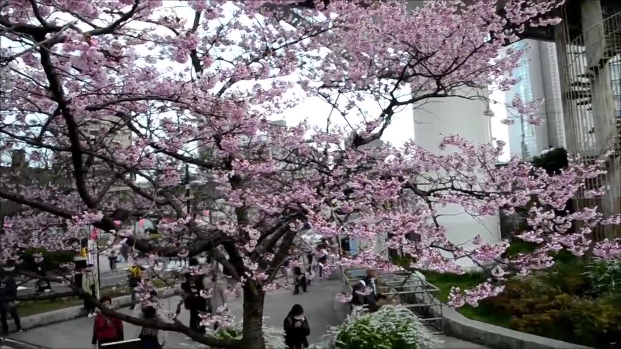 Sumida ward in Tokyo. Cherry blossoms blooming