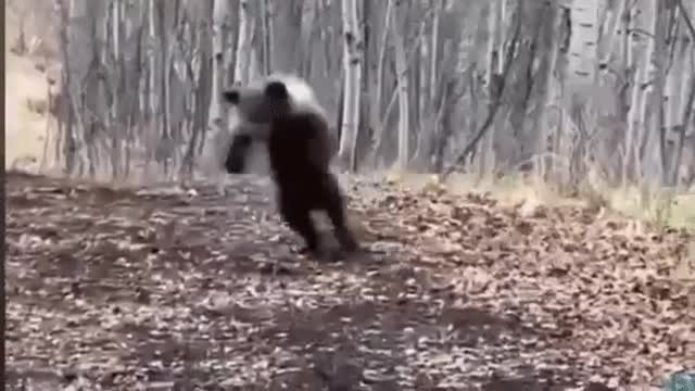 Funny Bear