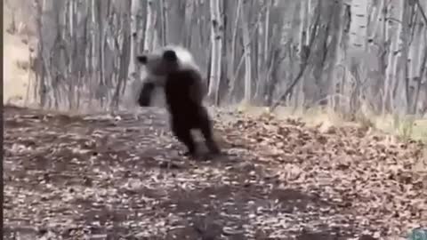 Funny Bear