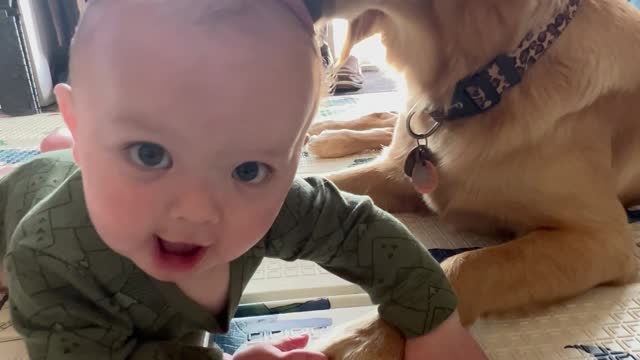 Golden Retriever Gives Baby a Bath