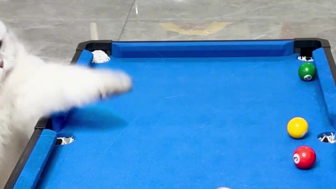 Super play cool billiards cat