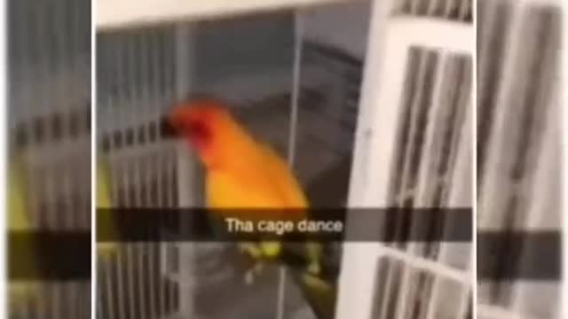 Do the cage dance