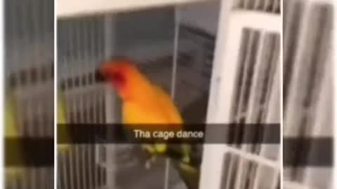 Do the cage dance