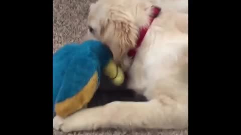 dog fun