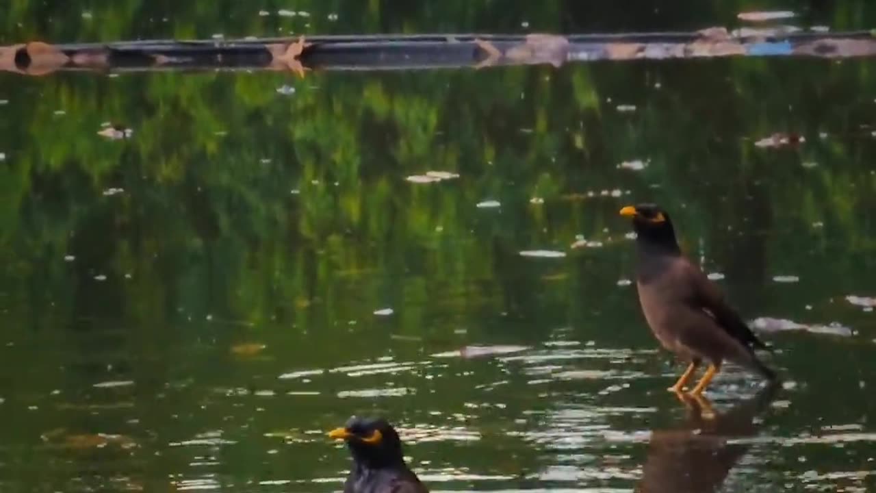 🐦🐦🐦🐦🐦🐦🐦🐦🕊️🕊️🕊️🕊️🐦🐦🐦🐦🐦