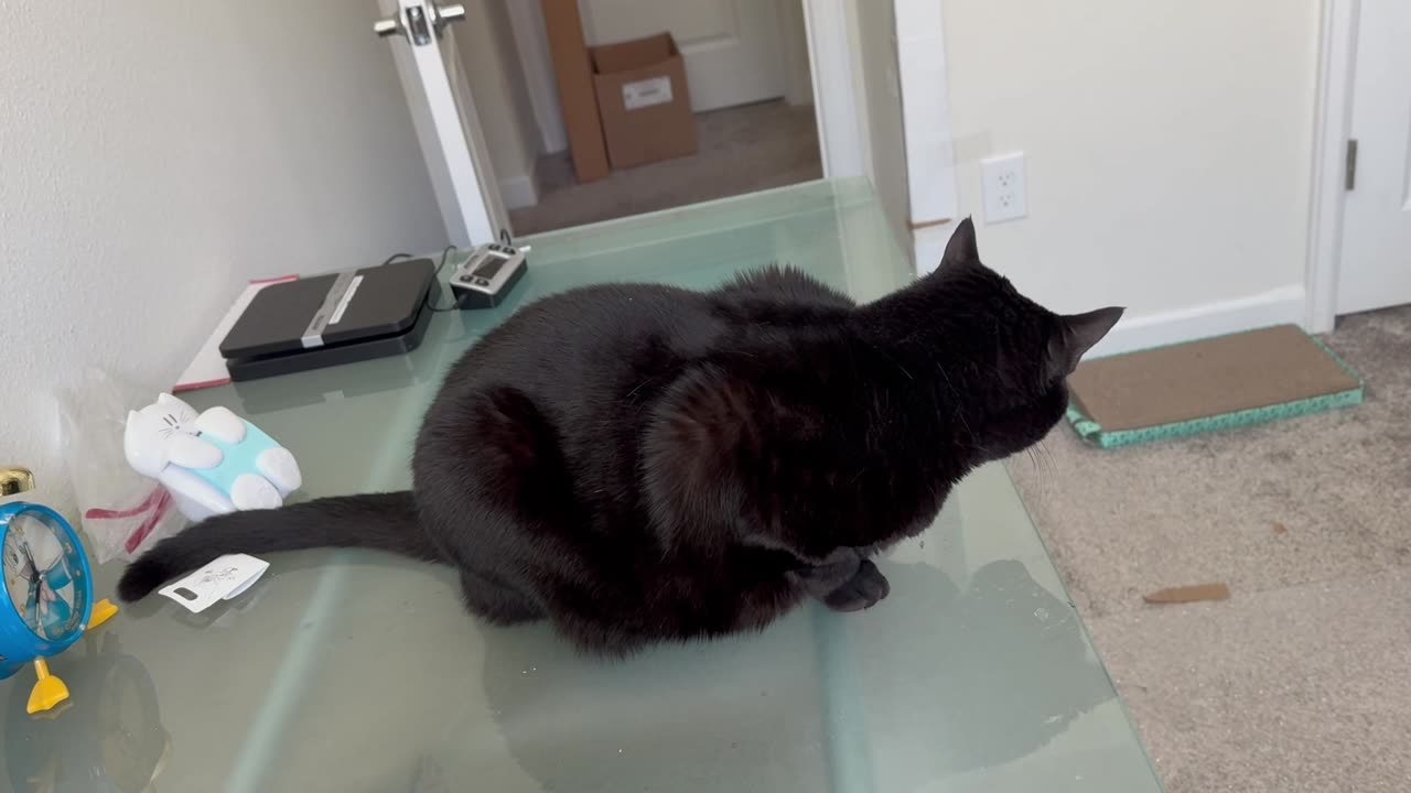 Cute Precious Piper Surveys Her Surroundings - Adopting a Cat from a Shelter Vlog