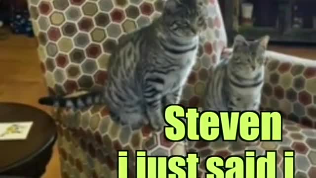 Cat vs Fly