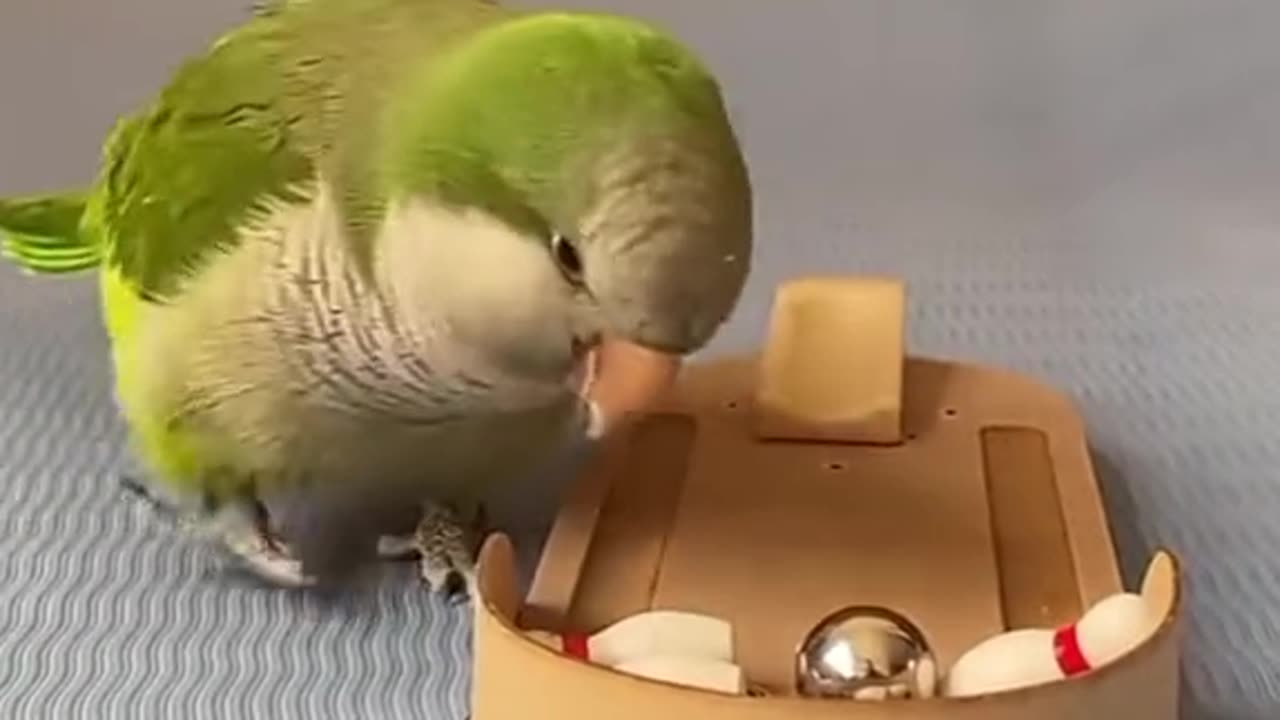 Intelligent Parrot🦜🦜🦜🦜🦜🦜