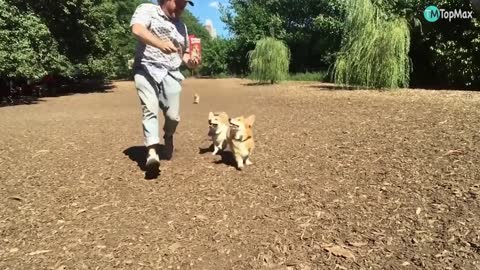 La razas de perritos. Más hermosa 💕😍