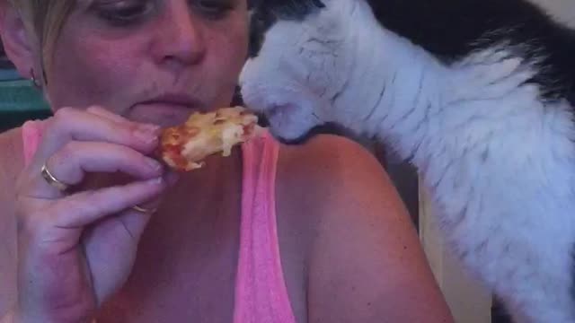 Pizza eating cat