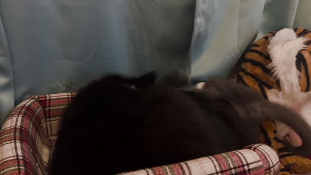 The way the kitten dips out