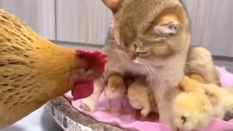 Amazing 😍 😍 Cat and chicken video