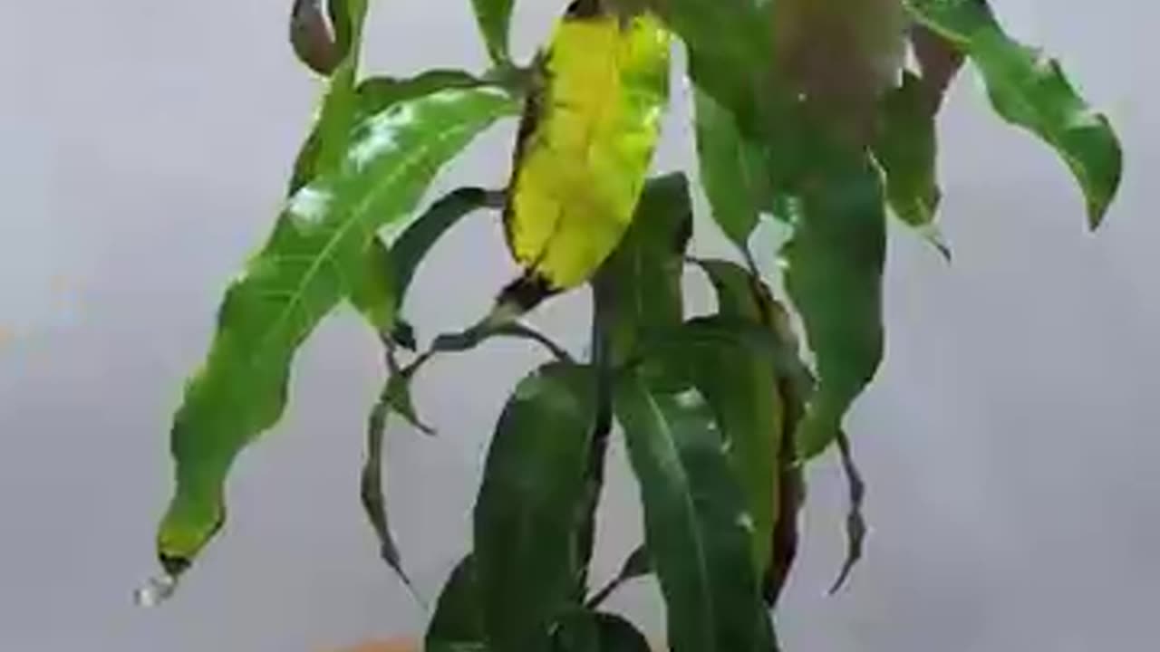 1 YEAR IN 50 SECONDS - MANGO TREE