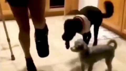 Dog and cat funny video 😺🐈 🐶🐕