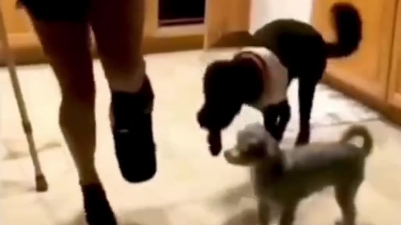 Dog and cat funny video 😺🐈 🐶🐕