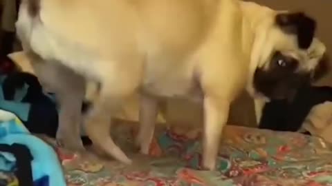 😂#funny #funnyvideos #haha #animals #cat #dog #pet #foryou #viral