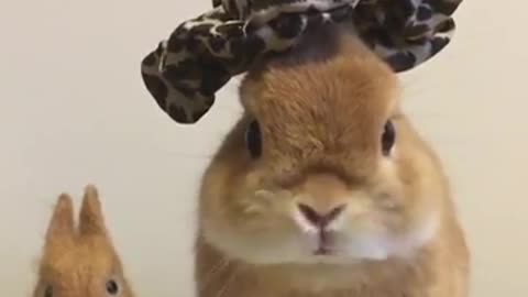 Rabbit with his cut baby wearing a hat 👒