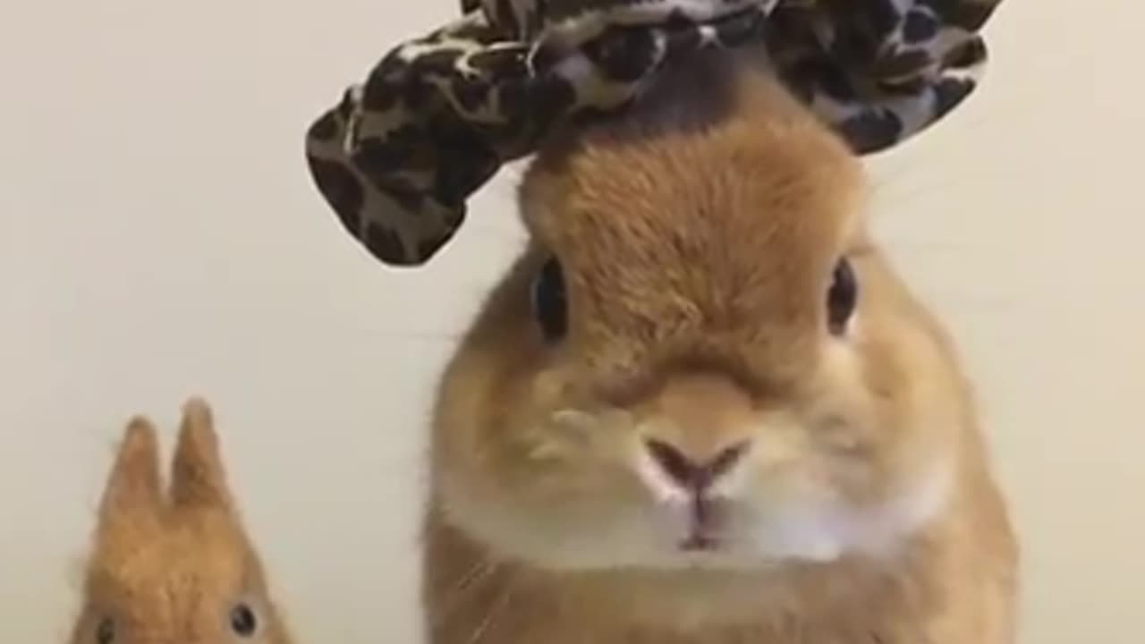Rabbit with his cut baby wearing a hat 👒