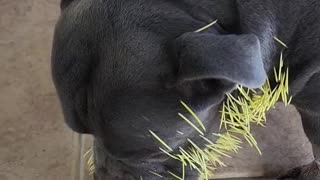 Pitbull Owner Pulls Out Porcupine Quills