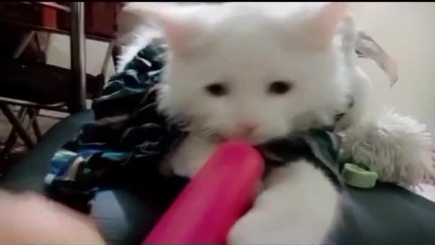 funniest cat's video 😀😂 cats are fighting 🤣😂🤣