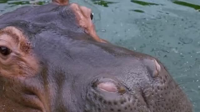 A hippopotamus