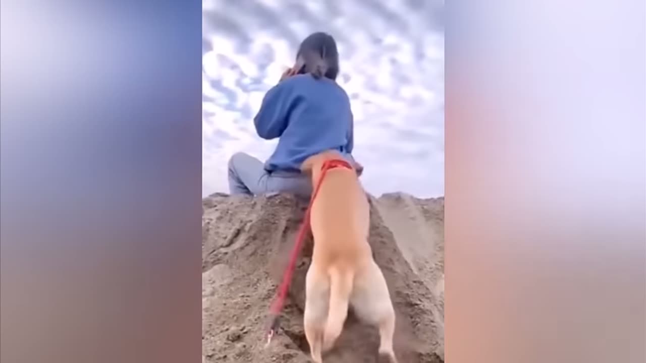 Funny video🤣🤣 dog and cat