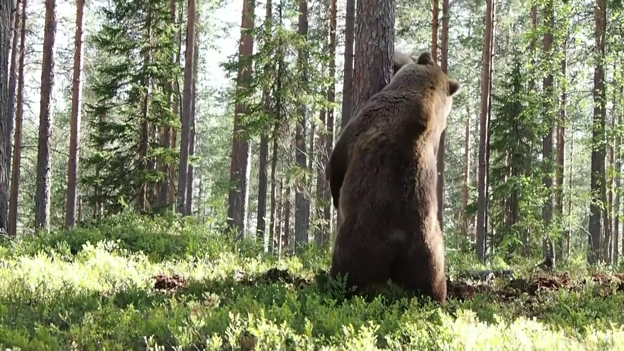 INTENSE BEAR FIGHT caught on camera - 3 different angles