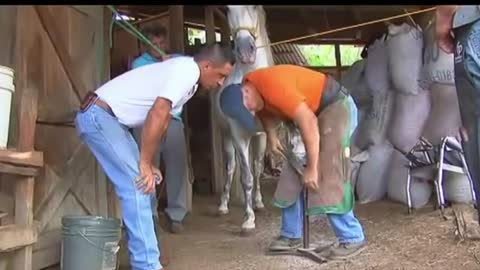 Two main techniques have been used for training elephants,