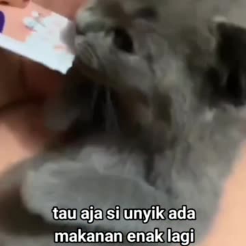 Cute Kitten Wakes Up with Food