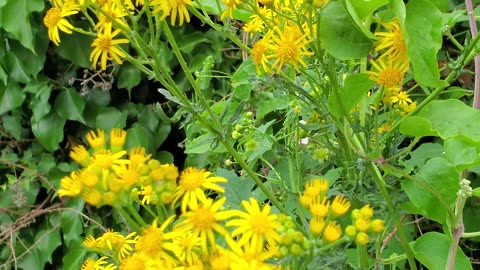 yellow flowers