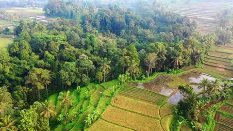 Just Nature
