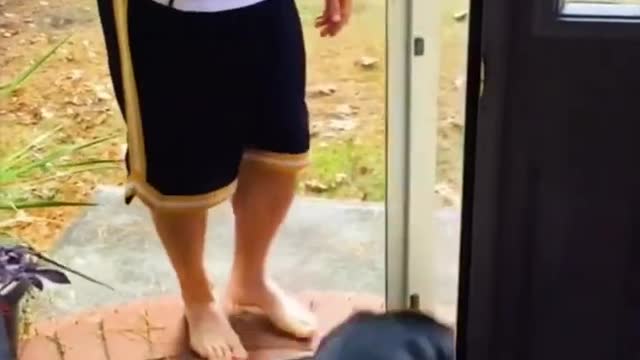 amel #animal #funnyanimals #funnyvideos #funny #pet #fyp #trending