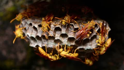 wasp building house