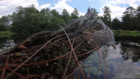 Cobweb