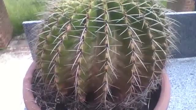 Cacto bola é visto no jardim botânico, ele tem grandes espinhos [Nature & Animals]