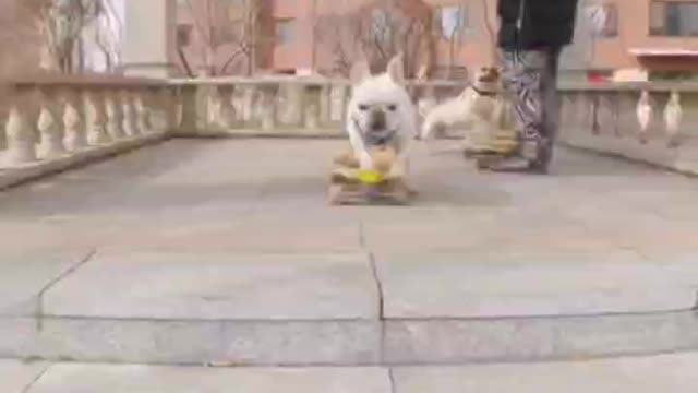 Dog play master skate board skill