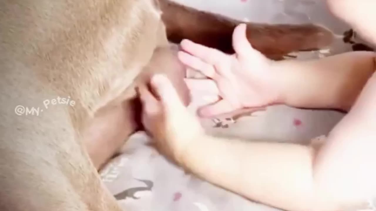 Baby vs dog