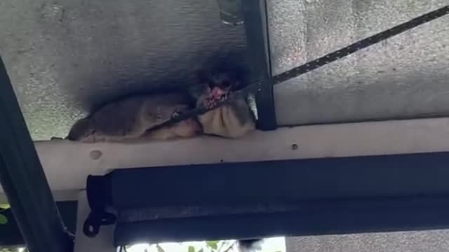Reply to australia animals