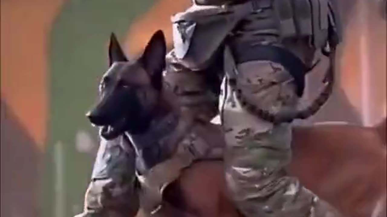 Military Working Dogs Are So Cool