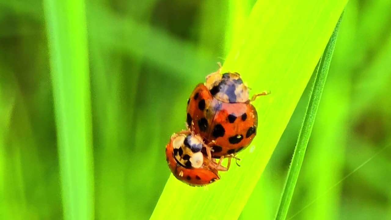 Ladybugs mating/beautiful insects in the act of mating.