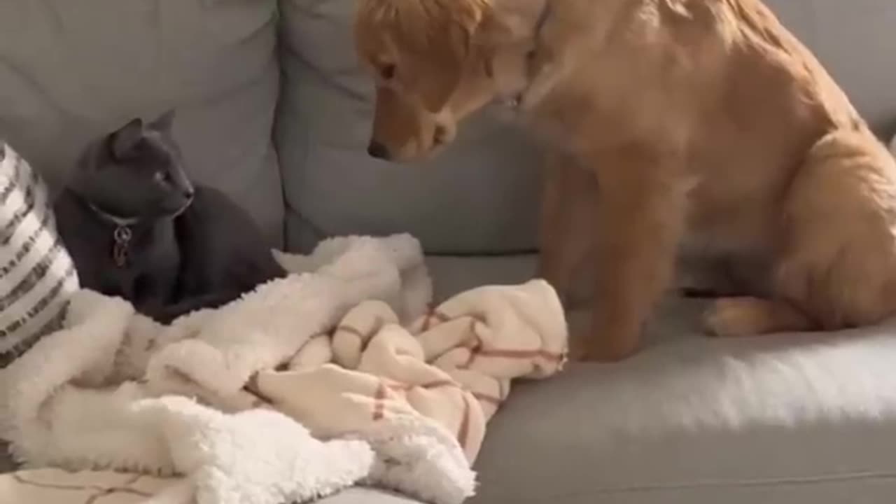 Cute dog fighting with cat