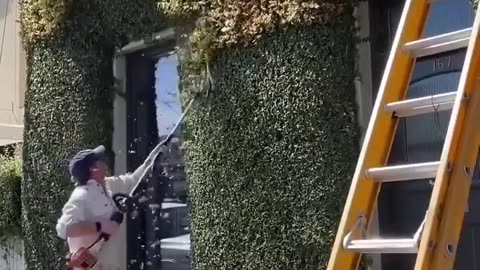 TRIMMING CLIMBING PLANTS ON HOUSE FACADE