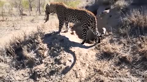 Extreme fights Leopard vs Warthog