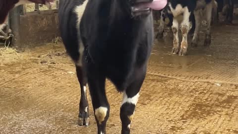 Cow Wags Its Tongue