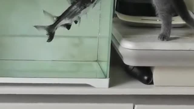 Fish Attacks the Cat