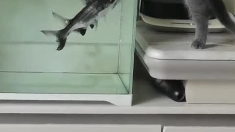 Fish Attacks the Cat