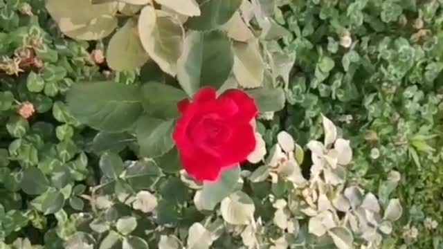 Gorgeous can't hide